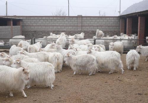 创业致富养殖肉羊白山羊 羔羊种羊价格 白山羊肉质好营养价值高