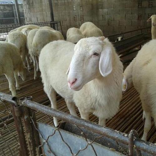羊 成年小尾寒羊种公羊 农业养殖小尾寒羊羊羔 三友 头胎小尾寒羊肉羊