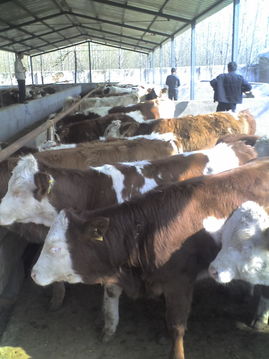 云南养牛场 ,云南适合养殖什么品种的肉牛,云南