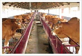 肉牛养殖品种,吉林大地肉牛养殖场 圈养羊可以喂花生秸吗,吉林大地肉牛养殖场,张家口哪个地方卖羊