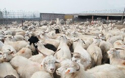 肉牛,肉羊,肉驴养殖销售