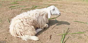 肉羊采食量低的原因及其提高的对策