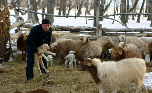 猪肉价格没跌,又一类肉大涨价,春节前能降下来吗 它 不允许